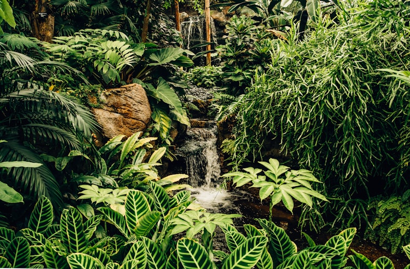 Tropical waterfall and trails